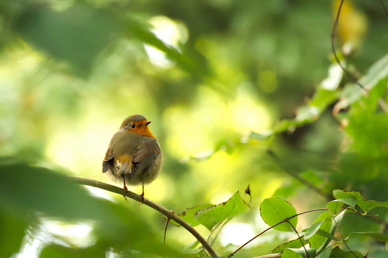 OisApp : une appli pour découvrir la nature. © M_wie_Moehre, Pixabay